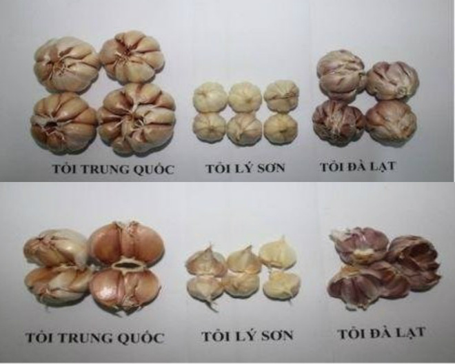 Tỏi Trung Quốc l&agrave; thực phậm b&aacute;n đầy chợ, người d&ugrave;ng nhất định phải tr&aacute;nh xa. Ảnh minh họa 